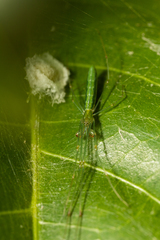 Tetragnatha