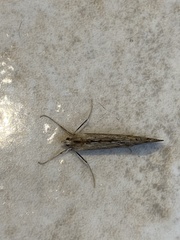 Evergestis isatidalis