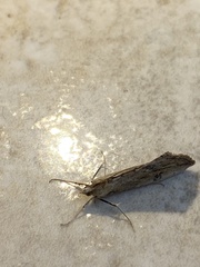 Evergestis isatidalis