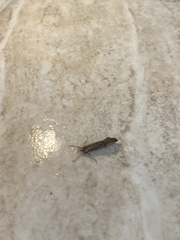 Evergestis isatidalis