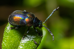 Chrysomelidae