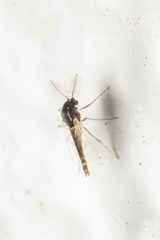 Chironomidae