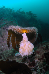 Alloteuthis subulata