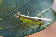 Odontomantis