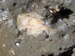 Enchiridium punctatum