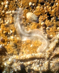 Enchiridium punctatum