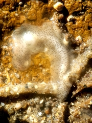 Enchiridium punctatum