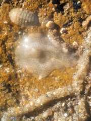 Enchiridium punctatum