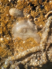 Enchiridium punctatum
