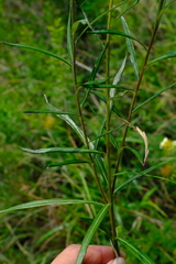 Berkheya zeyheri