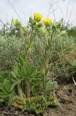 Potentilla astracanica