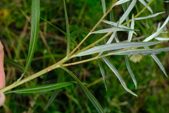Berkheya zeyheri