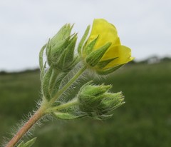 Potentilla astracanica