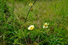 Berkheya zeyheri