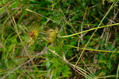 Berkheya zeyheri