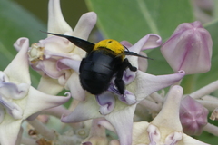 Xylocopa minor