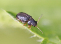 Xyletininae