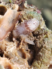 Dendrodoris nigromaculata