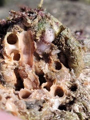 Dendrodoris nigromaculata