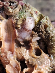 Dendrodoris nigromaculata