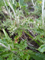 Berkheya rosulata