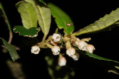 Elaeocarpus holopetalus