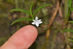 Angraecum pectinatum image