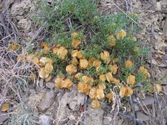 Zygophyllum pinnatum