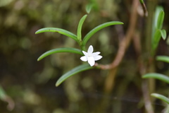 Angraecum pectinatum image