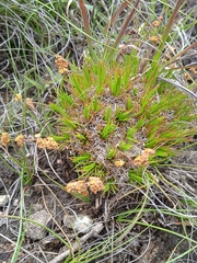 Psammotropha myriantha