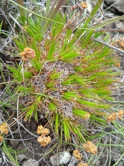 Psammotropha myriantha