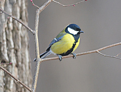 Parus major