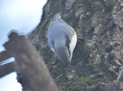 Sitta europaea