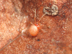 Ruborridion musivum
