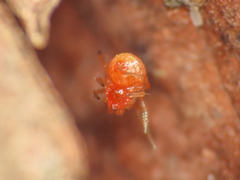 Ruborridion musivum