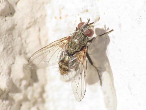 Macquartia tessellum