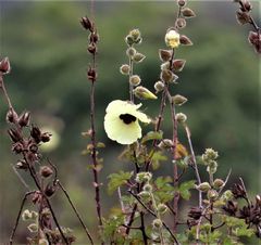 Hibiscus diversifolius