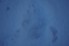 Vulpes vulpes vulpes