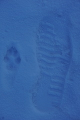 Vulpes vulpes vulpes