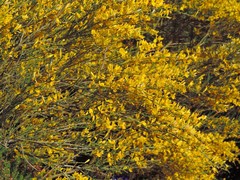 Genista cinerascens