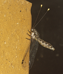 Suhpalacsa lyriformis