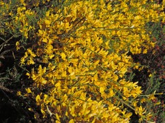 Genista cinerascens