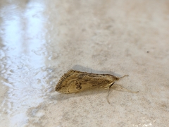 Evergestis isatidalis