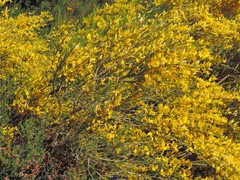 Genista cinerascens