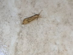 Evergestis isatidalis