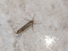 Evergestis isatidalis