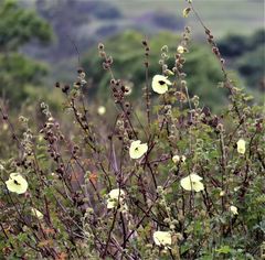 Hibiscus diversifolius