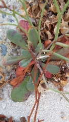 Limonium companyonis