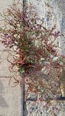 Limonium companyonis