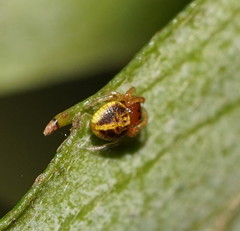 Demadiana
